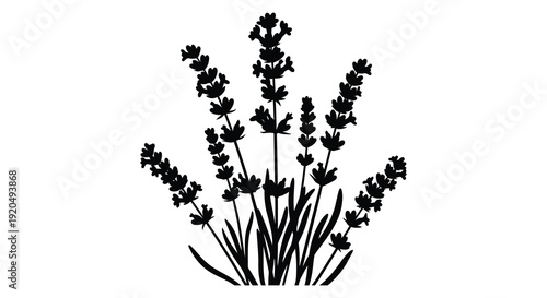 A striking black silhouette showcases a cluster of lavender sprigs with detailed floral forms silhouette high quality professional modern
