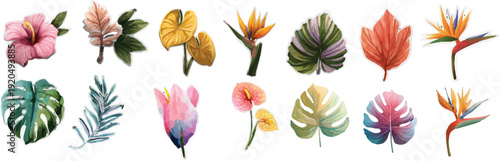 set of colorful flowers