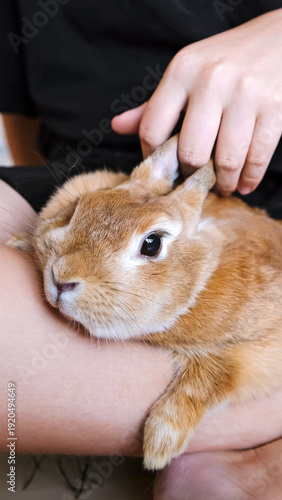 A child holds a cute furry beige Easter bunny in her arms and strokes it. The rabbit sits in the arms of the owner. Spending time and taking care of a pet. Animal store. High quality photo.