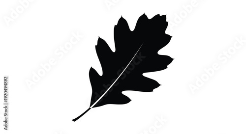 A strikingly minimalist black silhouette of a single oak leaf showcasing natural form and detail silhouette high quality professional