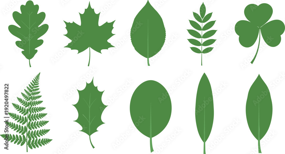 Obraz premium Green leaf collection vector illustration featuring oak maple fern clover and various botanical foliage shapes