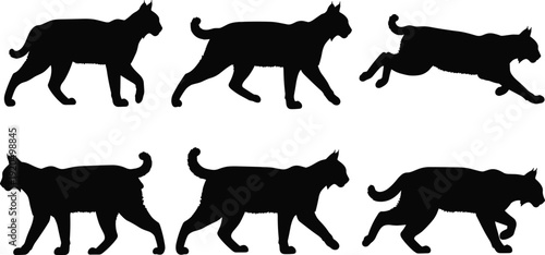 Black silhouette illustration of lynx in multiple walking and running poses, showcasing tufted ears, short tail, and dynamic wildlife animal movement design