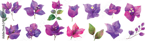 set of purple flowers