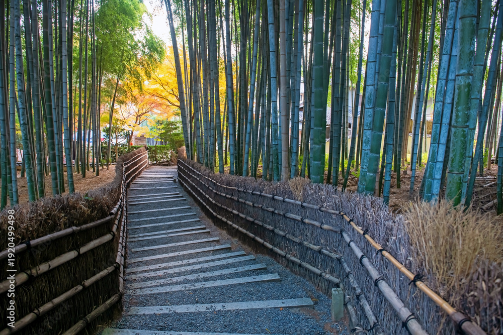 Fototapeta premium bamboo grove forest and yellow autumn leaf, Adashino temple, Arashiyama