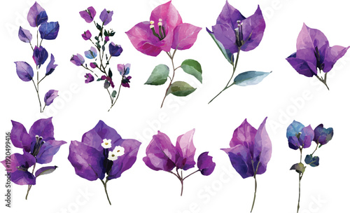 violet flowers isolated on white background