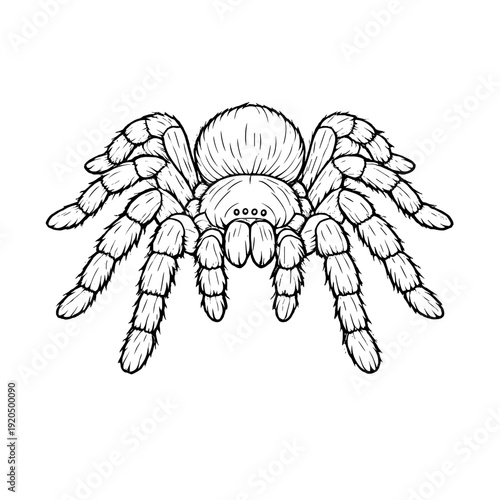 Hand drawn tarantula illustration in black and white. Detailed sketch of a spider isolated on white background, wildlife and entomology concept.