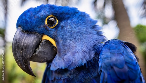 stunning hyacinth macaw vividly showcases vibrant blue plumage detail