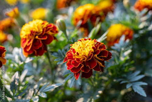 French marigolds, Tagetes patula flowers blooming in summer.