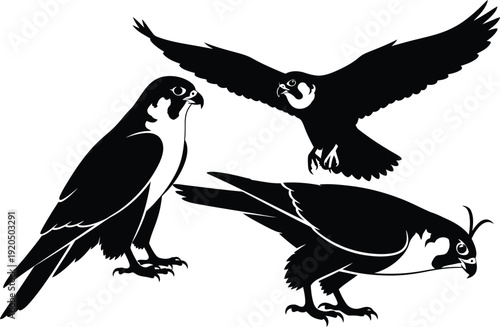 Falcon silhouette vector set with flying, perched and hunting poses, black bird of prey illustration isolated on white background