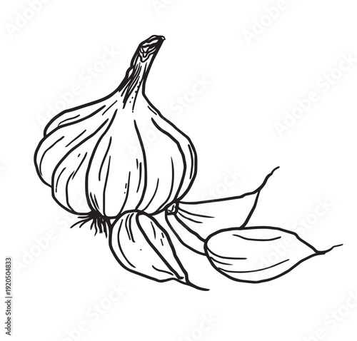 Hand drawn garlic bulbs and cloves outline sketch vector