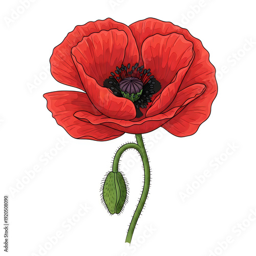 Wallpaper Mural A vivid illustration of a single red poppy flower in full bloom Torontodigital.ca