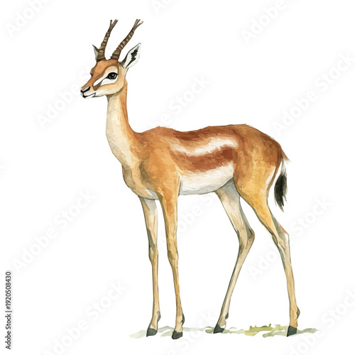 Gerenuk, watercolor vector clipart, isolated on a white background.