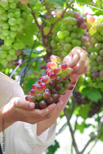Foto Fresh Grapes Harvest in Yunnan Vineyard - Farmers Hands Holding Ripe Fruit in Ch