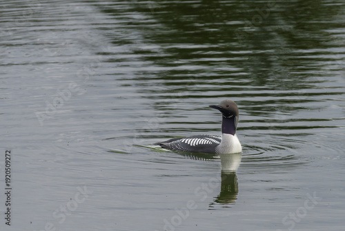 Common Loon (Gavia immer)