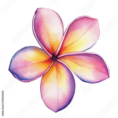 Frangipani Flower Flower, watercolor vector painting, isolated on a white background.