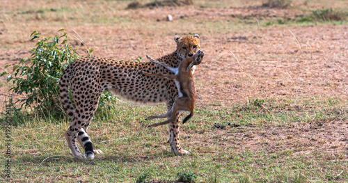 Photography Cheetah with prey. Impala winner. Masai Mara, Kenya