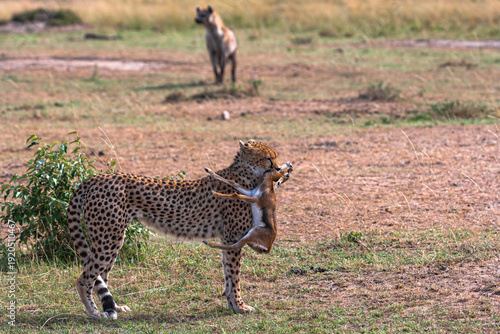Photography Cheetah with prey