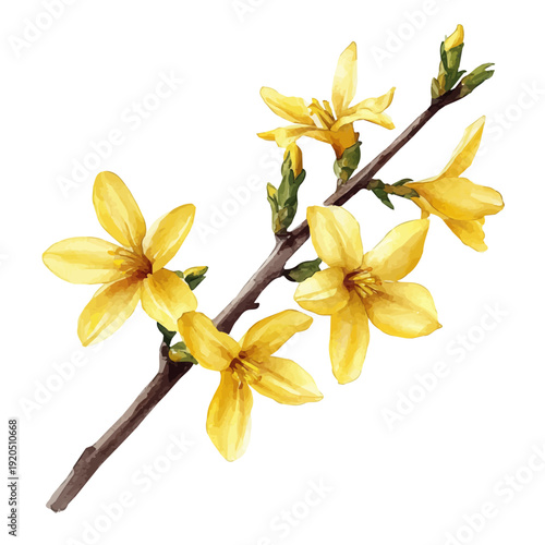 watercolor vector of Forsythia Flower , isolated on a white background.