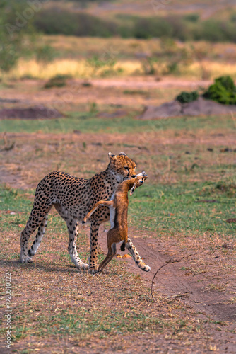 Canvas Print Cheetah with prey. Impala winner. Masai Mara, Kenya