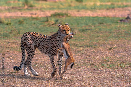 Cheetah with prey. Impala winner. Masai Mara, Kenya