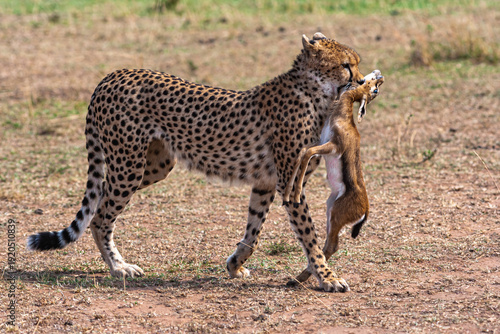 Photography Cheetah with prey. Impala winner. Masai Mara, Kenya