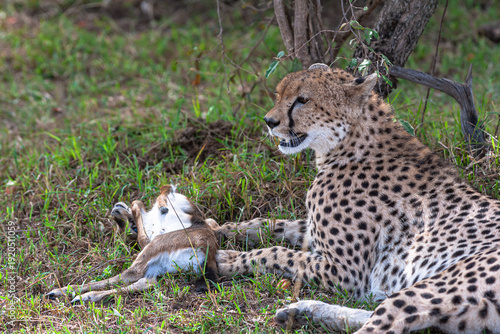 Photography Cheetah with prey under tree. Masai Mara, Kenya