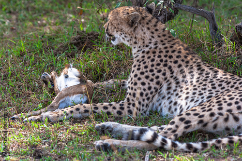 Photography Cheetah with prey under tree. Masai Mara, Kenya