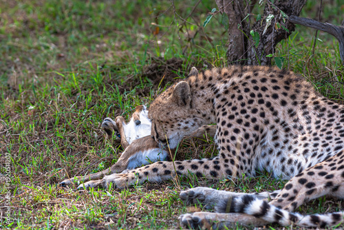 Canvas Print Cheetah with prey under tree. Masai Mara, Kenya