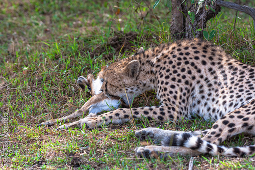 Photography Cheetah with prey under tree. Masai Mara, Kenya