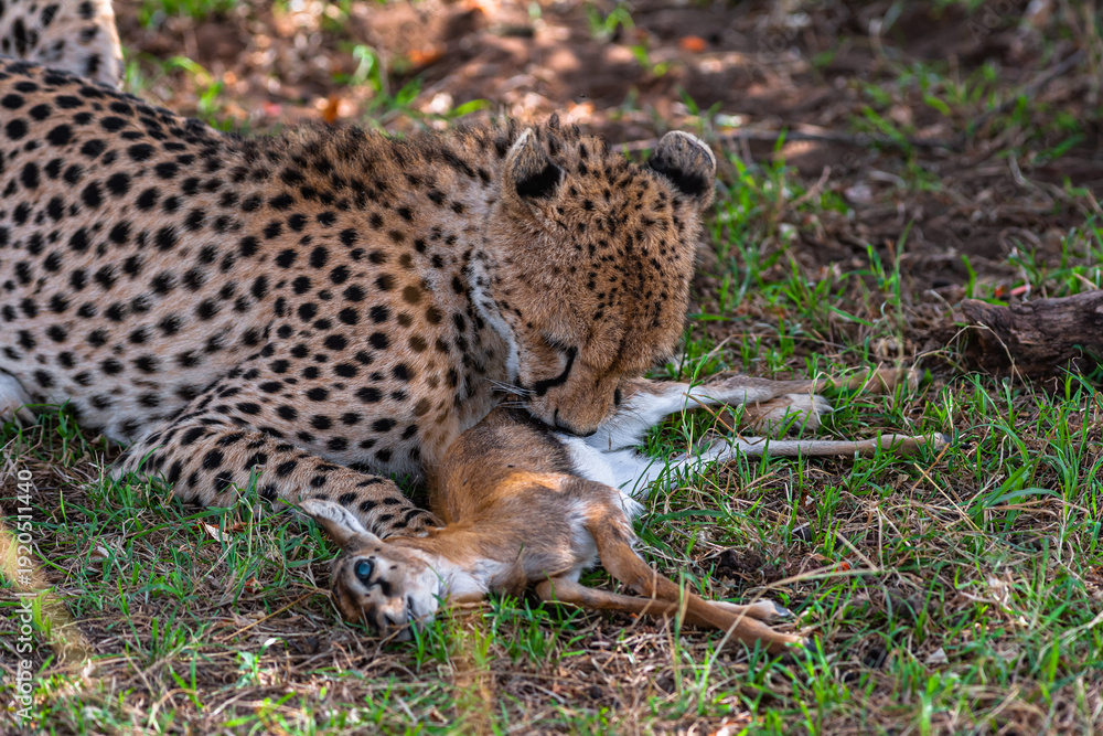 Fototapeta premium Cheetah with prey under tree. Masai Mara, Kenya