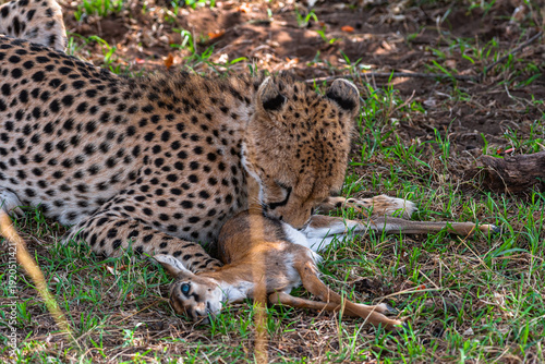 Canvas Print Cheetah with prey under tree. Masai Mara, Kenya