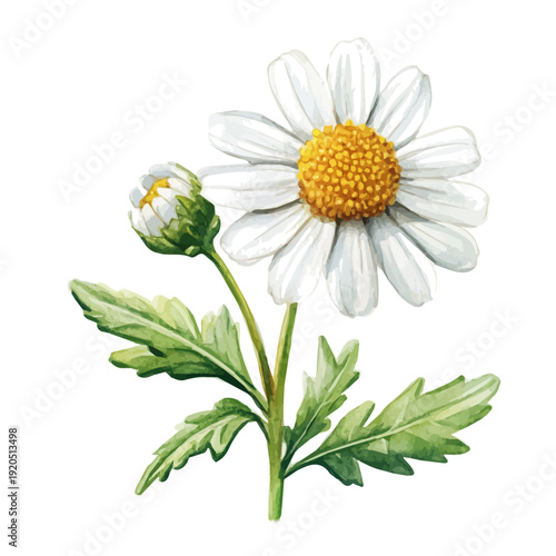 watercolor vector of Feverfew Flower , isolated on a white background.
