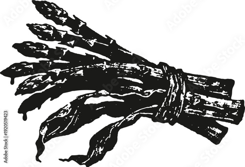 bunch of asparagus tied with string hand drawn vegetable illustration fresh garden harvest and healthy food concept