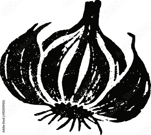 Illustration of a whole garlic bulb with cloves and root, hand drawn black and white vintage