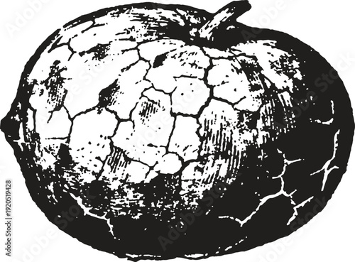 Cracked dry apple illustration detailed monochrome drought fruit sketch vintage botanical drawing