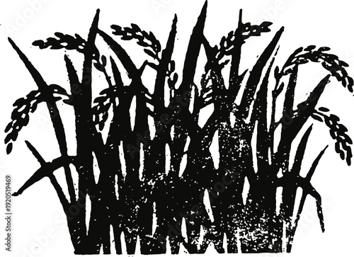 Rice plants with grain heads hand drawn black silhouette of paddy rice crop cluster