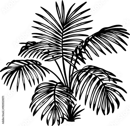 Tropical palm leaves silhouette exotic plant with large feathery fronds and natural foliage