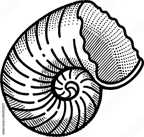 black and white detailed illustration of a spiral seashell with textured lines and shading
