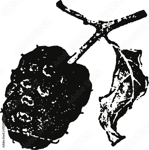 Black and white mulberry sketch with branch and leaf detailed vintage botanical illustration