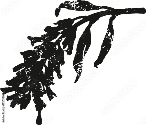 silhouette of flowering plant branch with leaves and clustered blooms isolated on white background