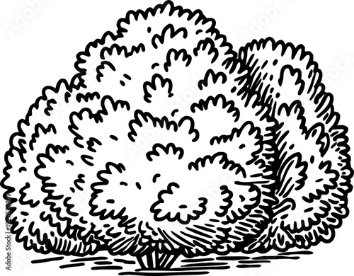 Dense bush silhouette drawing thick foliage cluster with finely detailed leaves and shadows