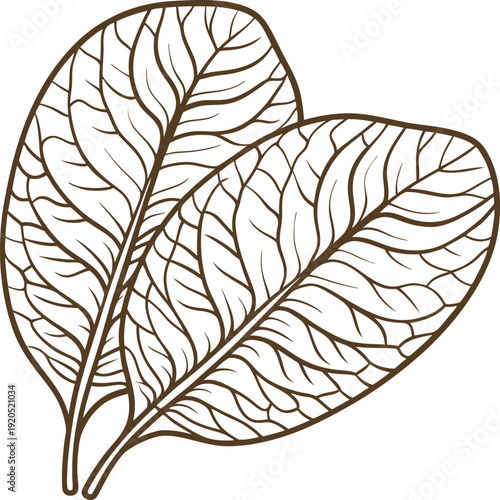 detailed botanical line art of two large leaves with intricate vein patterns on white background