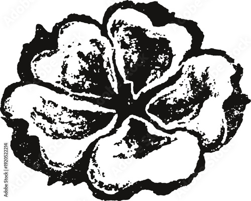 Vintage walnut half illustration detailed hand drawn black and white cracked nut shell anatomy