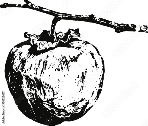 Vintage persimmon fruit hanging on branch illustration in black and white