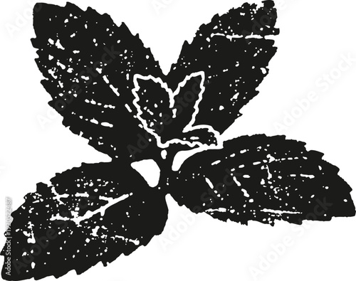 Mint leaves illustration herbal plant silhouette with detailed veined foliage botanical nature design