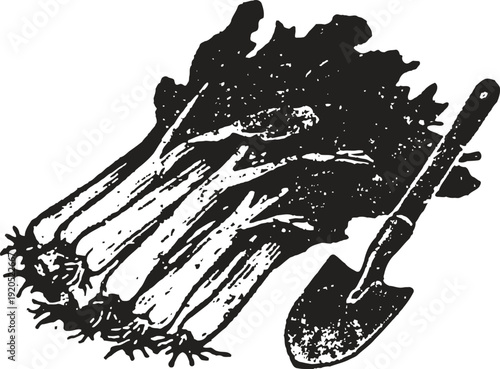 Freshly harvested rhubarb stalks with leaves and gardening shovel ready for planting or cooking