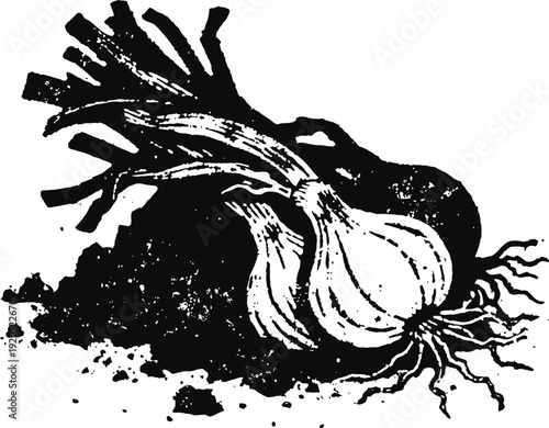 Black and white onion bulb with roots and leaves growing from soil vintage garden vegetable illustration