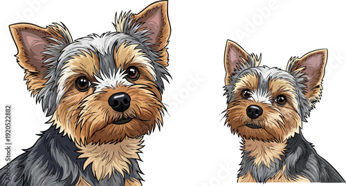 Two Yorkshire Terrier dog portraits with detailed fur texture, one adult and one puppy, hand-drawn vector illustration isolated on a transparent background.
