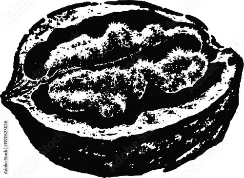 Black and white walnut illustration detailed walnut half with shell and kernel texture