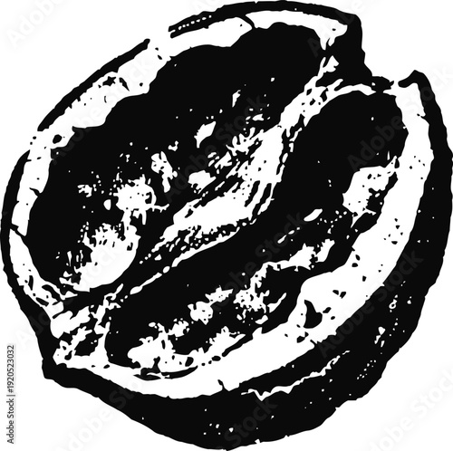 Black and white walnut illustration detailed nut kernel in shell hand drawn vintage food design